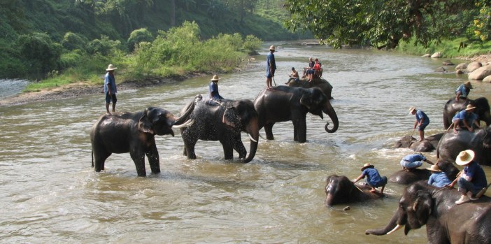 Maesa Elephant Camp, Chiang Mai Maesa Elephant Camp, Chiang Mai