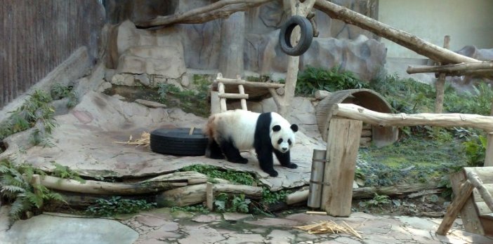 2018625225118-panda-exhibit-chiangmai-zoo 2018625225118-panda-exhibit-chiangmai-zoo