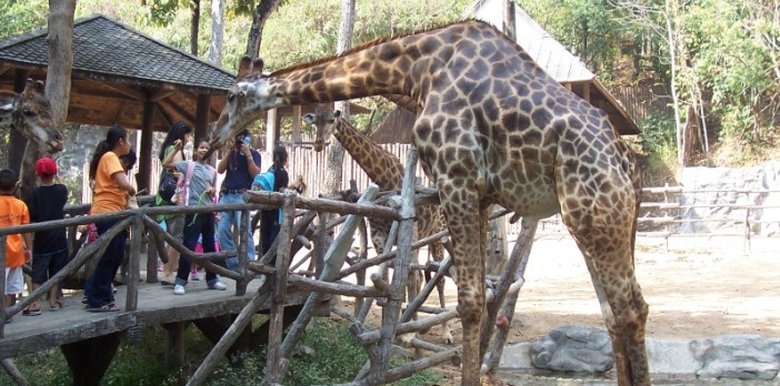 201862522519-chiang-mai-zoo-giraffe-eating 201862522519-chiang-mai-zoo-giraffe-eating